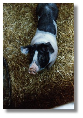 Schwein gehabt
